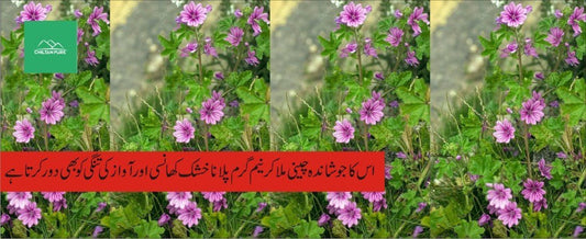 خبازی پودے کے طبی فوائد - ChiltanPure
