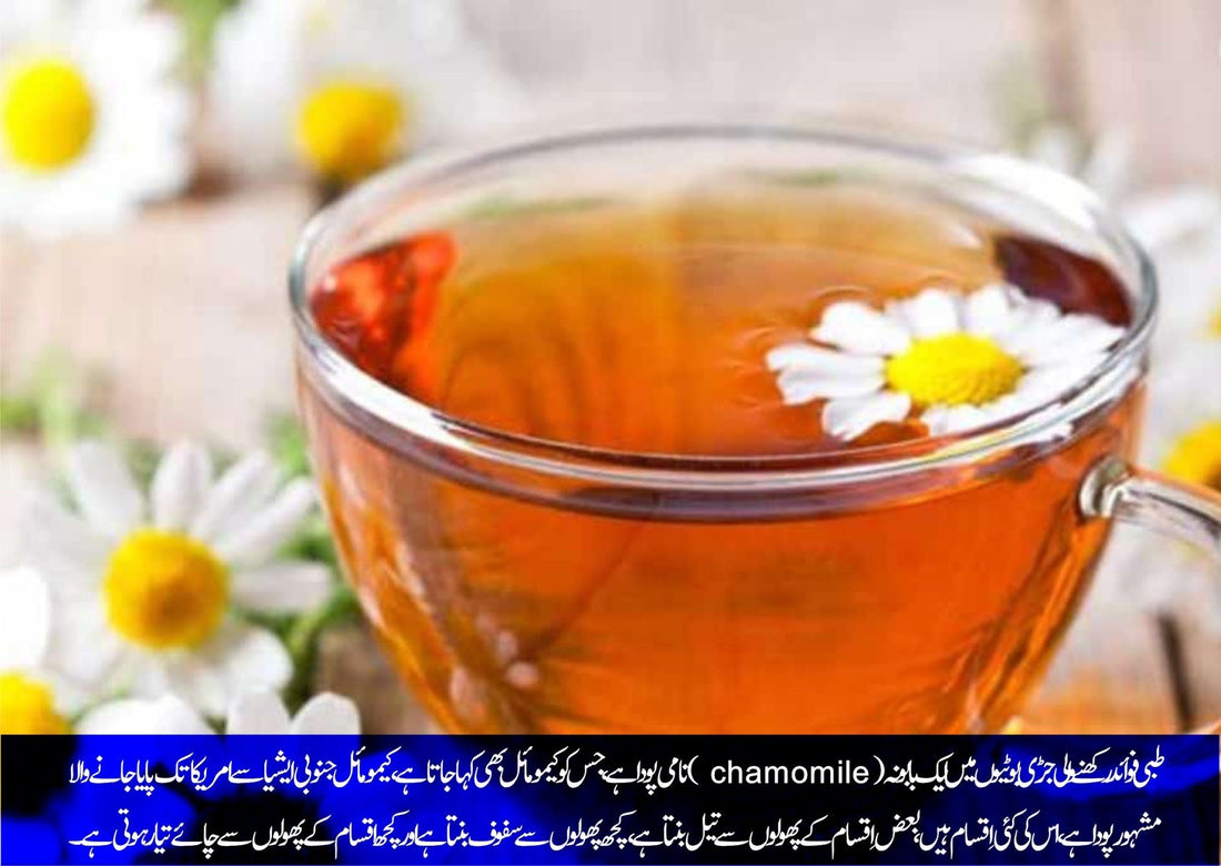 کیمو مائل کی چائے: جادوئی اثرات کی حامل - ChiltanPure