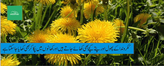 ککروندا پودے کے طبی فوائد - ChiltanPure