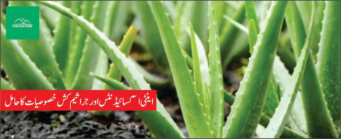 کوار گندل پودے کے فوائد - ChiltanPure