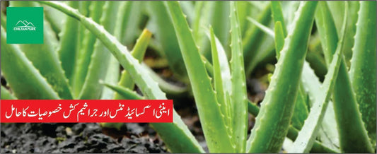 کوار گندل پودے کے فوائد - ChiltanPure
