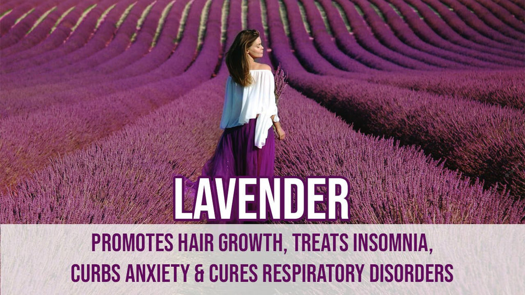Lavender - Promotes Hair Growth, Treats Insomnia, Curbs Anxiety &amp; Cures Respiratory Disorders