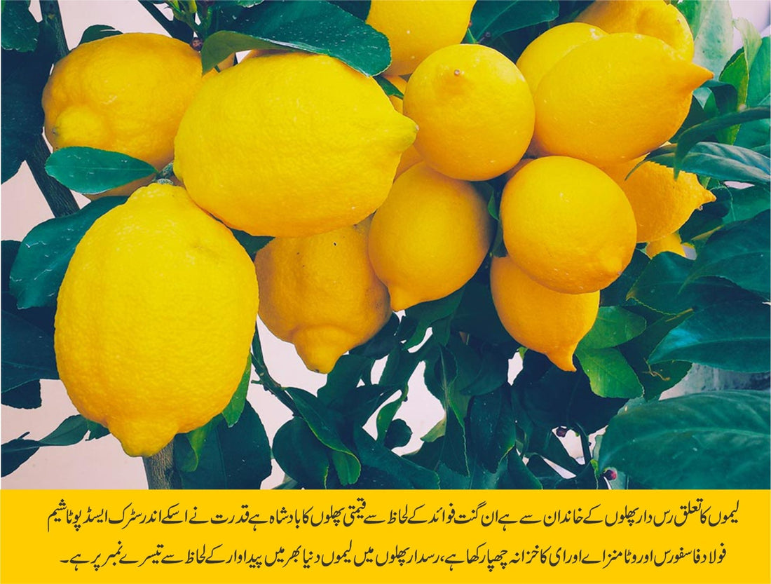 لیموں سے سیکڑوں بیماریوں کا آزمودہ علاج - ChiltanPure