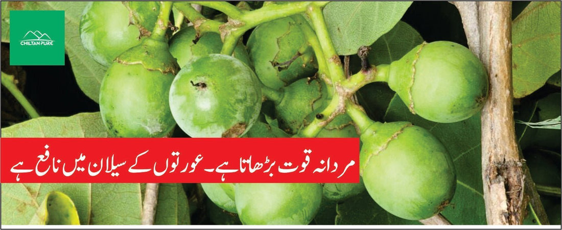 لہسوڑا کے طبی فوائد - ChiltanPure