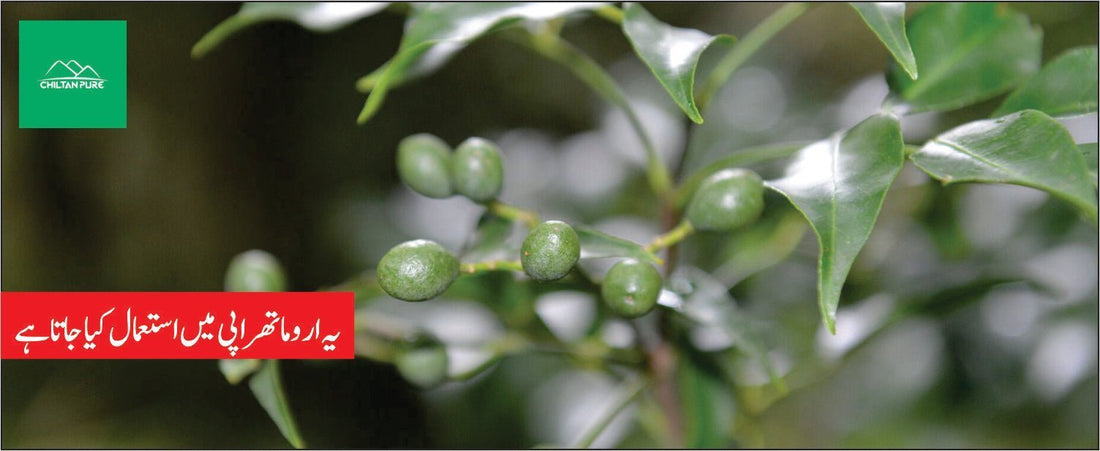 مشعل پودے کے طبی فوائد - ChiltanPure