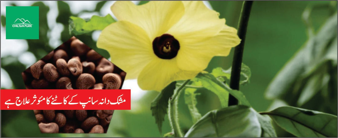 مشک دانہ پودے کے طبی فوائد - ChiltanPure