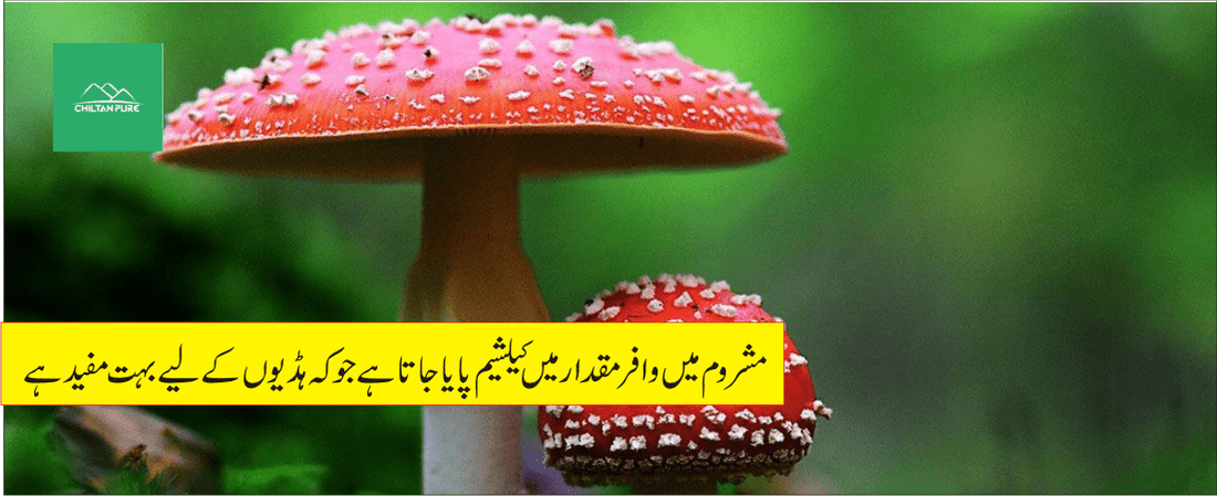 مشروم کے طبی فوائد - ChiltanPure