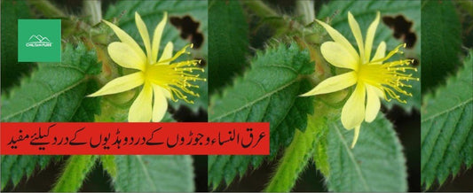 ہہو پھلی پودے کے طبی فوائد - ChiltanPure