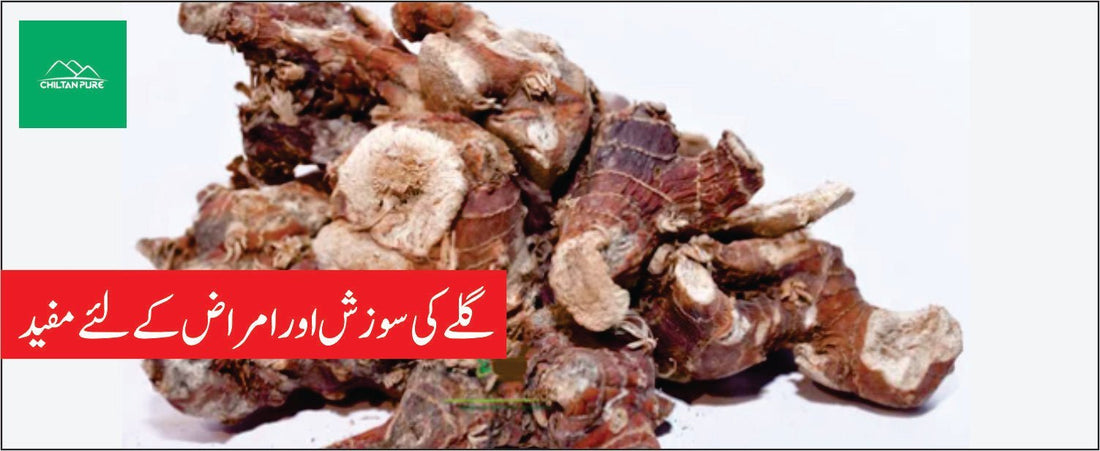 پان کی جڑ کے طبی فوائد - ChiltanPure