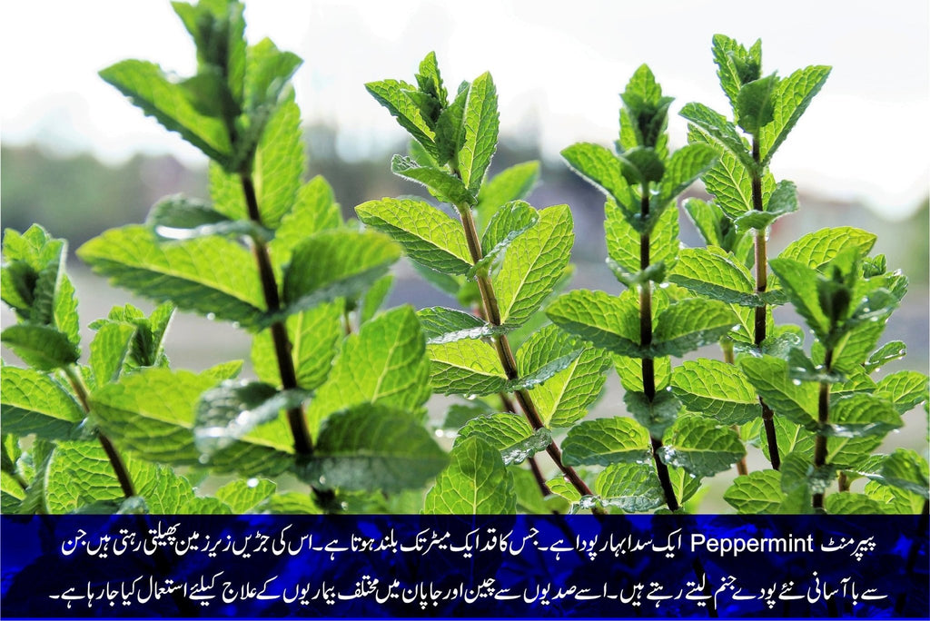 Health Benefits Of Mint Leaves Food MasalaTV Ramadan, 55 OFF