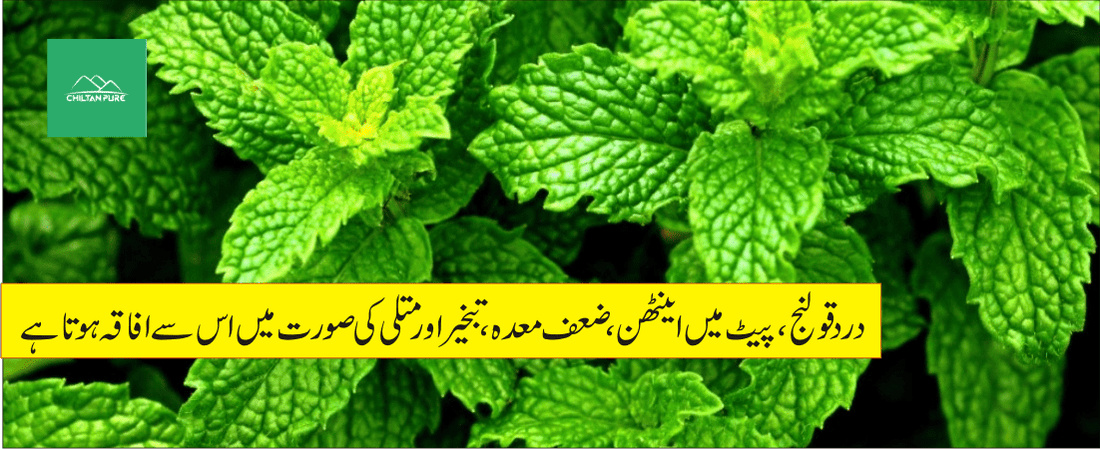 پیپرمنٹ پودے کے طبی فوائد - ChiltanPure