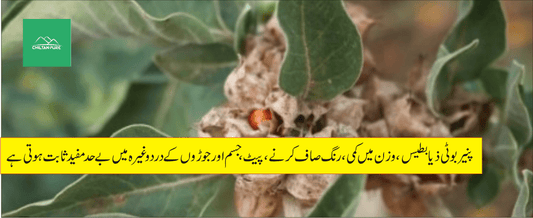 پنیر بوٹی کے طبی فوائد - ChiltanPure