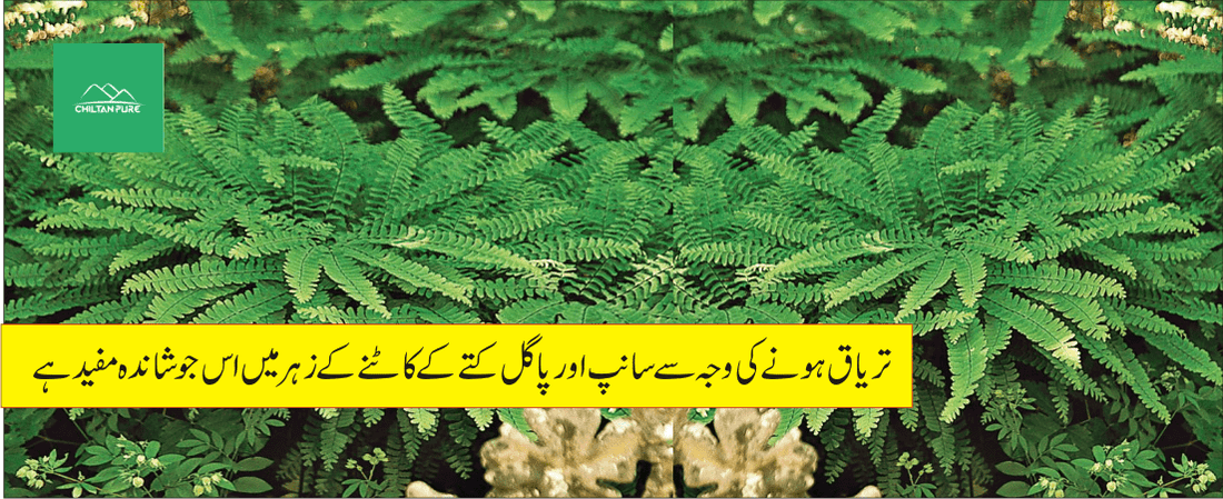 پرسیاؤشاں پودے کے طبی فوائد - ChiltanPure