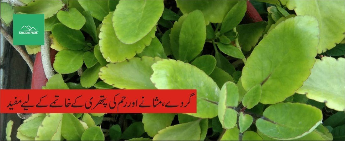 پتھر چٹ پودے کے طبی فوائد - ChiltanPure