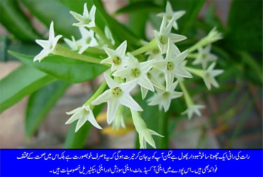 رات کی رانی: صحت سے متعلق کرشماتی فوائد کا حامل پودا - ChiltanPure