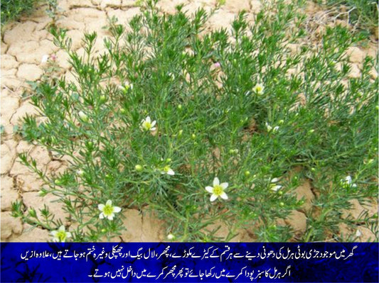 ہرمل کی دھونی ڈینگی مچھر سے بچائو میں  موثر - ChiltanPure