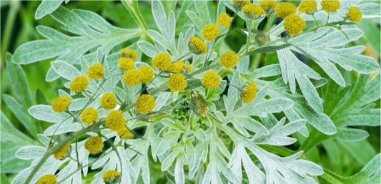 روغن افسنتین کے طبی فوائد - ChiltanPure