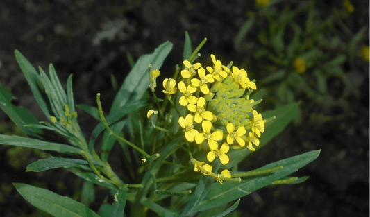 روغن باؤبڑنگ کے طبی فوائد - ChiltanPure