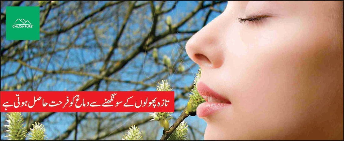روغن بیدمشک کے طبی فوائد - ChiltanPure