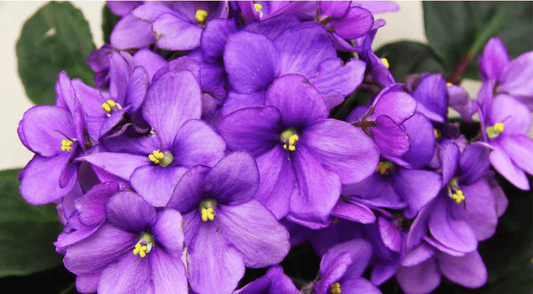 روغن بنفشہ کے طبی فوائد - ChiltanPure