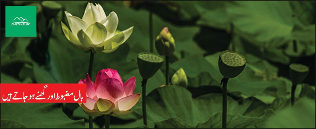 روغن گل نیلوفر کے طبی فوائد - ChiltanPure