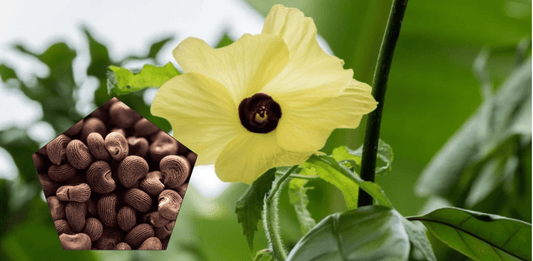 روغن مشک دانہ کے طبی فوائد - ChiltanPure