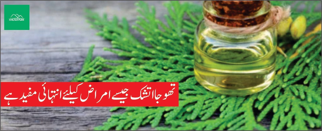 روغن تھوجا کے طبی فوائد - ChiltanPure