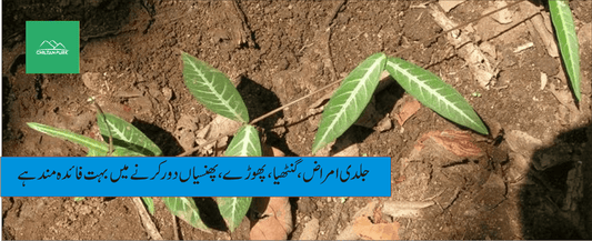 ساروا پودے کے طبی فوائد - ChiltanPure