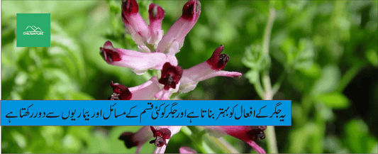 شاہترہ پودے کے طبی فوائد - ChiltanPure