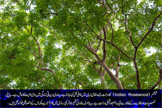 شیشم : انسان دوست درخت - ChiltanPure