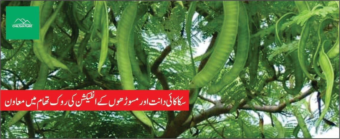 سکاکائی پودے کے طبی فوائد - ChiltanPure