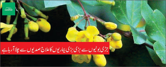 سمبلو بوٹی کے طبی فوائد - ChiltanPure