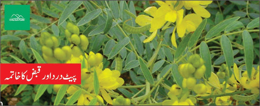 سنا مکی کے طبی فوائد - ChiltanPure