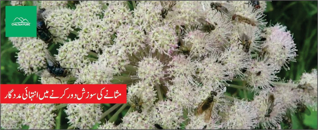 سنبل ختائی پودے کے طبی فوائد - ChiltanPure