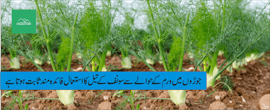 سونف کے پودے کے طبی فوائد - ChiltanPure