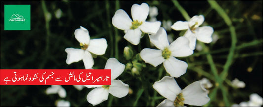 تارا میرا پودے کے طبی فوائد - ChiltanPure