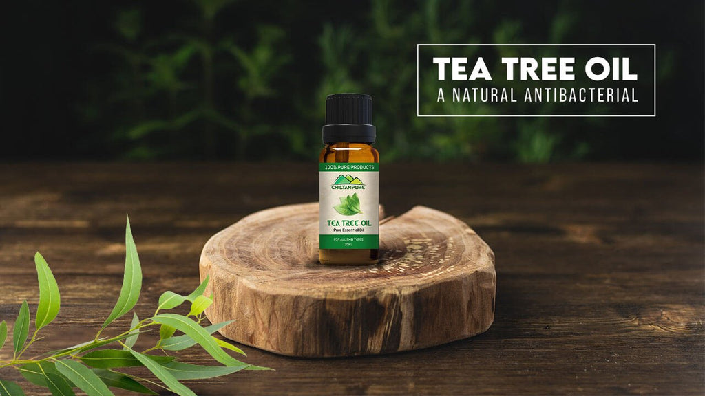TEA TREE OIL – A NATURAL ANTIBACTERIAL