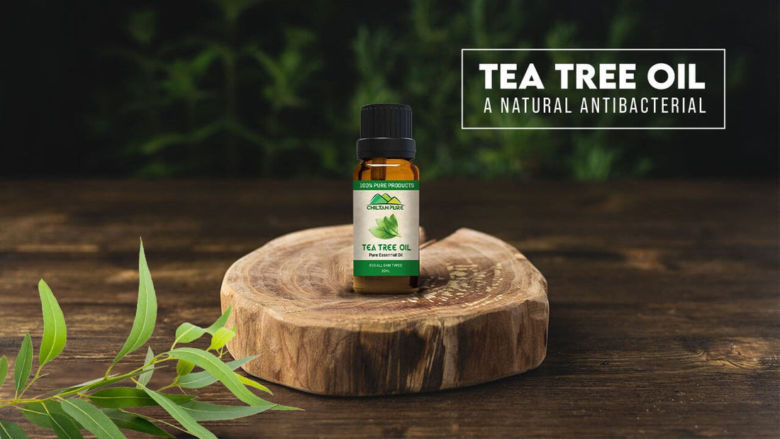 TEA TREE OIL – A NATURAL ANTIBACTERIAL - ChiltanPure