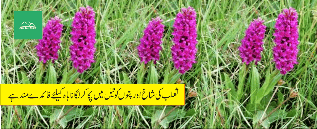 ثعلب مصری پودے کے طبی فوائد - ChiltanPure