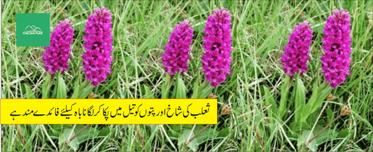 ثعلب مصری پودے کے طبی فوائد - ChiltanPure