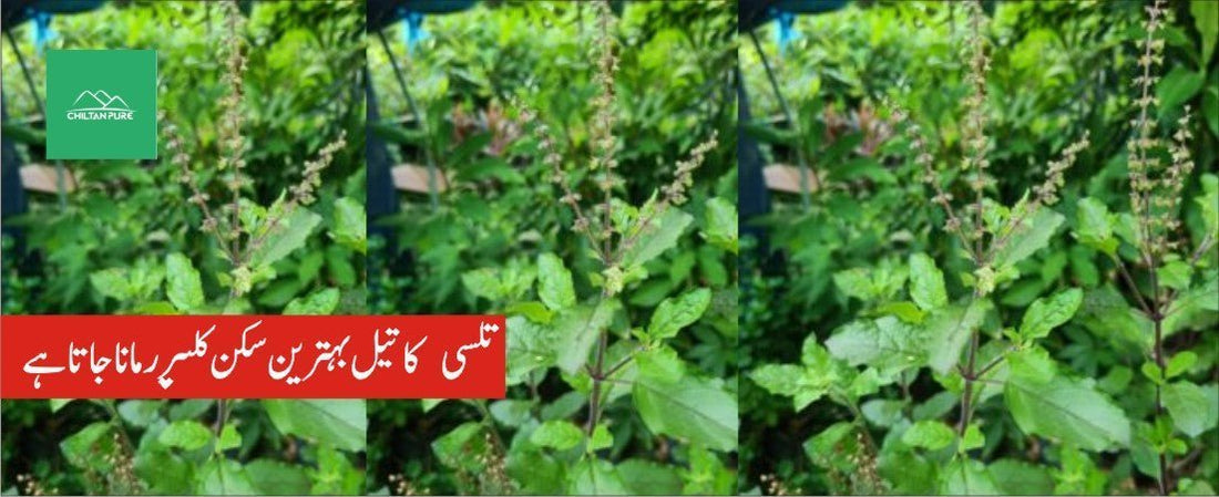 تلسی پودے کے طبی فوائد - ChiltanPure