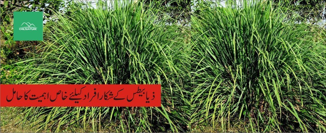 ترنجیل پودے کے طبی فوائد - ChiltanPure