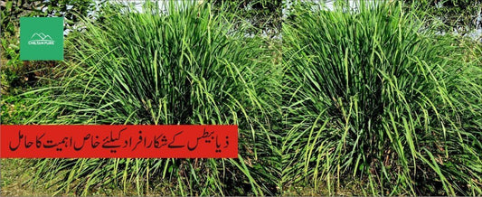 ترنجیل پودے کے طبی فوائد - ChiltanPure