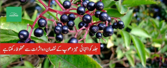 زرشک شیریں پودے کے طبی فوائد - ChiltanPure