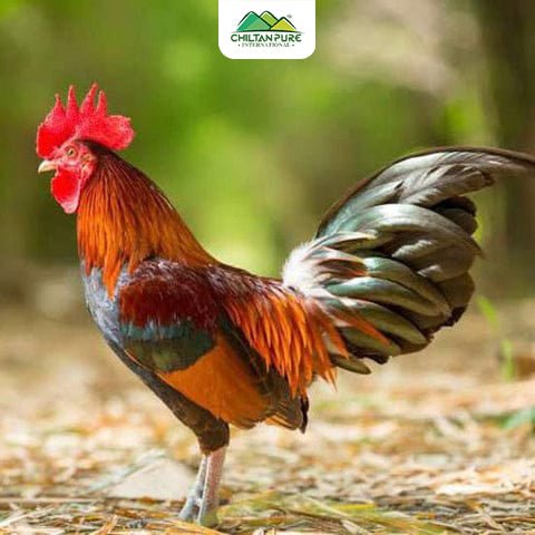 Desi Chicken Male / دیسی مرغا / Desi Murga / 1kg - ChiltanPure