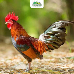 Desi Chicken Male / دیسی مرغا / Desi Murga / 1kg - ChiltanPure