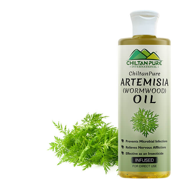 Artemisia Infused oil – Wormwood Infused oil – Promotes Digestion, Relieves Nervous Afflictions, Acts as Emmenagogue & Cholagogue 200ml - ChiltanPure