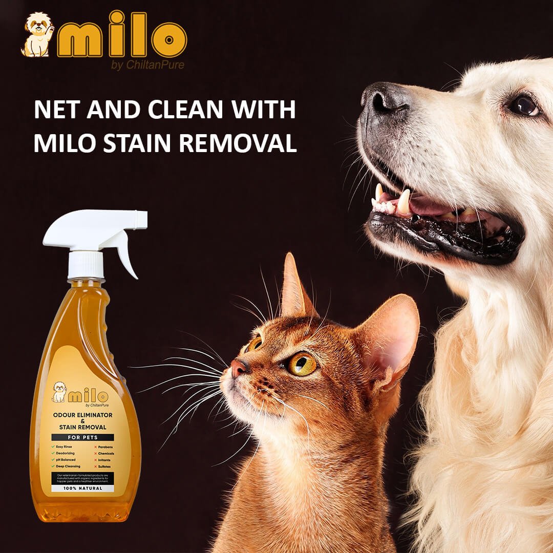 Milo Pet Odour Eliminator & Stain Removal – Natural Bio-Enzymatic Formula, Eliminate Pet’s Bad Odour & Remove Tough Stains 500ml - ChiltanPure