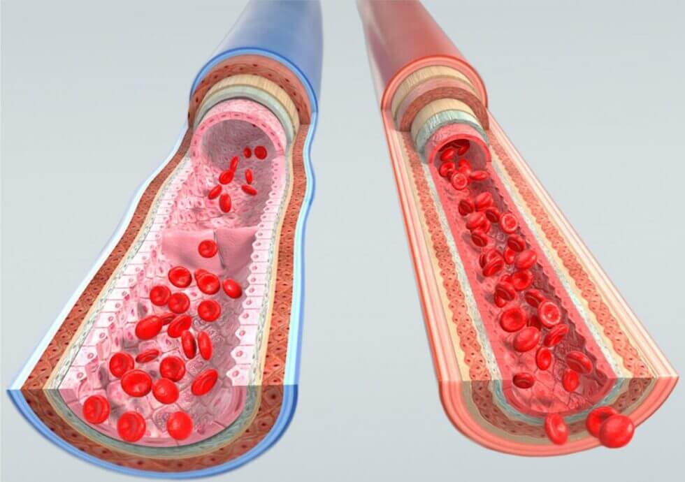 boosting the blood vessel's functioning 